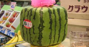 In Japan, watermelons sold as gifts can can cost well over $100. Flickr user laughlin from Tokyo, Japan, CC BY 2.0 <https://creativecommons.org/licenses/by/2.0>, via Wikimedia Commons