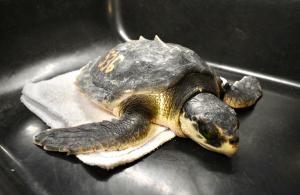 A juvenile Kemp's Ridley sea turtle sits in a black tray awaiting examination at sea turtle rehab