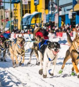 Nautilus To Feature 2023 Iditarod Dog Race Photos On Their New Bark™ Card