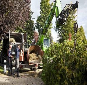 tree lopping townsville