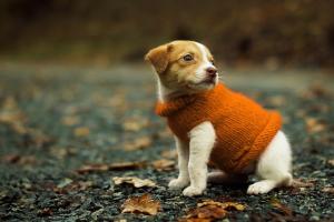 cute puppy wearing orange sweater