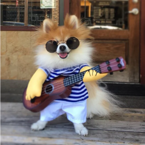 cute little rock star with guitar funny costume for dog