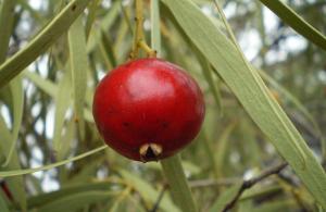 quandong fruit