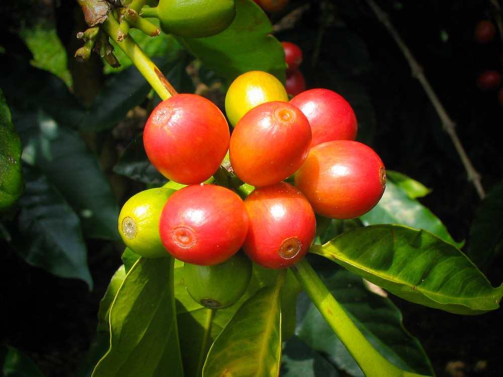 100% Kona coffee beans.