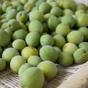 Japanese green unripe plums are the key ingredient to the production of Umeshu.