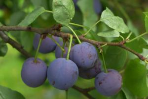 Although prunes are dried plums, prunes only come from certain plum varieties.