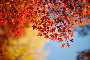 A view of looking up at the sky underneath a tree during the fall with maple leaves on it.