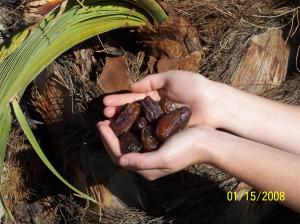 Medjool dates also offer a number of health benefits, including high levels of fiber, antioxidants, and natural sugars that provide a sustained source of energy.