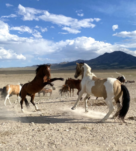 Wild Horses | Marty Irby | Cameron Ring | Lisa McClain | Troy Carter | Veterans for Mustangs Act
