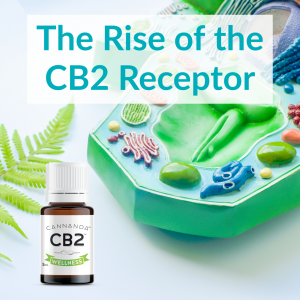 The growing interest in the benefits of CB2 receptor activation is leading to boost in sales for Cannanda CB2 oil
