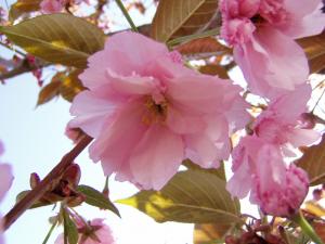 World's Finest Chocolate is proud to announce the introduction of Queen Anne Cordial Cherries to Japan, just in time for the famous Cherry Blossom Festival.