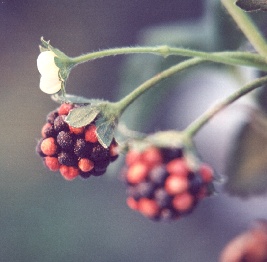 Plaidberry's taste is truly unique, and was introduced in 1876 by a famous Scotsman named Henry Dickson.