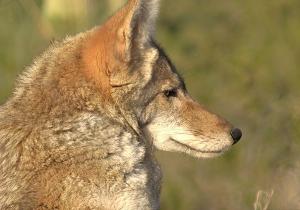 A coyote relaxes and basks in the sun.