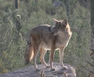Coyote standing on a rock surveys the surrounding desert