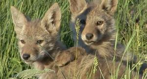 Coyote pups take a pause from their play