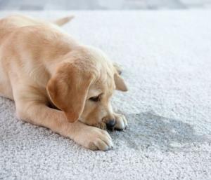 professional carpet cleaning in Watertown