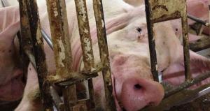 Sow held in gestation crate