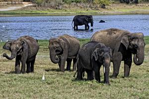 A herd of Elephants in Sri Lanka