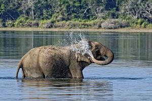 Elephant playing in water