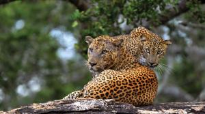 two leopards resting