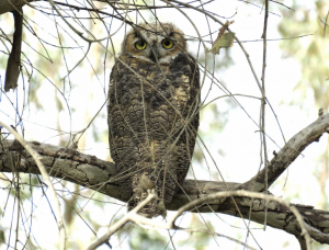 Owl living in LA's Ballona Wetlands. Photo courtesy Jonathan Coffin