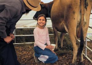 Kids milking cows