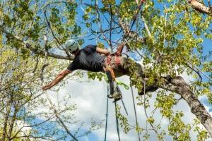 Pruning Trees