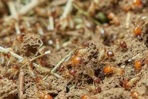 Termite Control Services in Fort Lauderdale