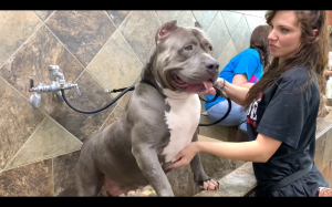 largest blue nose pitbulls in the world