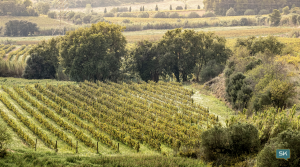 Stanislav Kondrashov, TELF AG, Wine