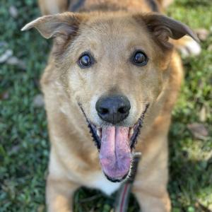Brian, a senior shepherd-mix, is happy and healthy in his forever home.
