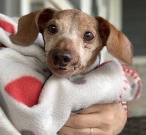 Lincoln, a 15-year-old "super senior" dog got all the dental and medical care he needs to be ready for adoption.