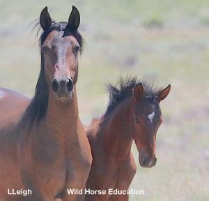 Wild Horses in the area of the roundups