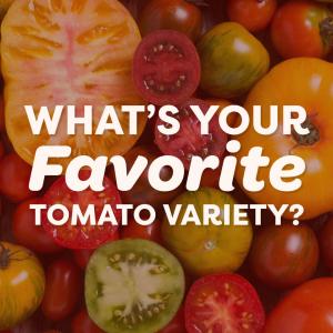 What's your favorite tomato?