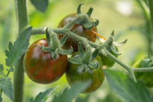 Tomatoes on the Vine