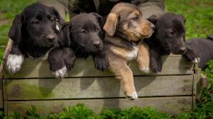 Shelter Puppies Peaking Out of a Wooden Crate Placed Upon Grass