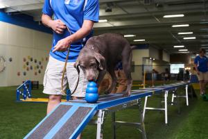 Helping Dogs Understand New Textures and Objects to build Self Confidence