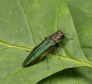 Emerald Ash Borer