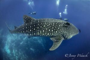 Divers diving with enormous adult whale shark