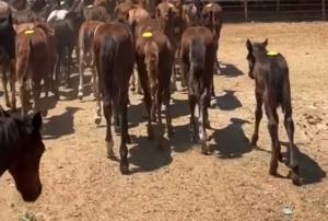 Photo of foals tagged for slaughter.