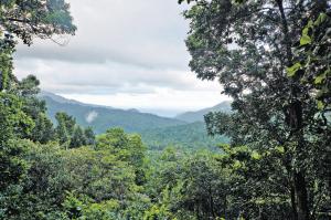 Interactions with natural enemies create a natural cycle that prevents one particular species of trees from maintaining a dominant position on a long-term basis/ This process helps maintain species diversity in the forest (Source: Shutterstock)