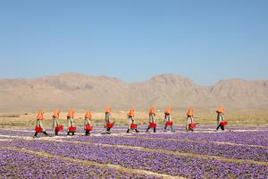 Women during the saffron harvest in Herat, Afghanistan harvesting Rumi Spice premium Afghan Saffron.