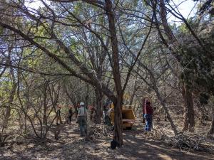 group of individuals scattered around trees cleaning up fallen branches and there's a yellow wood chipper being used to help break down the bigger pieces.