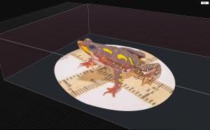 Processing 3D scan of endangered toad