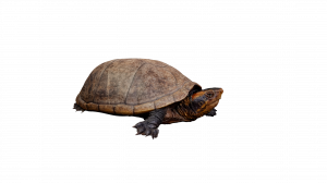 3D Scan of Mud Turtle from Panama