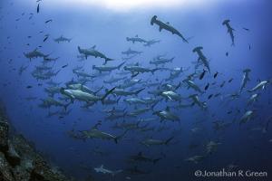 Watching a school of hammerhead sharks passing by in Darwin's Arch, Galapagos