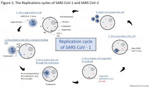 Replications Cycle of SARS CoV-1, Source Nano-Biz LLC 