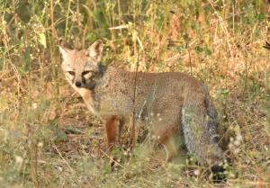 Fox Sighting at the Kuno National Park