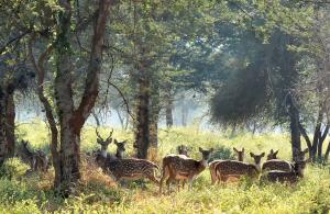 Spotted Deer Kuno National Park