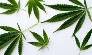 Several hemp leaves laid out on a white background